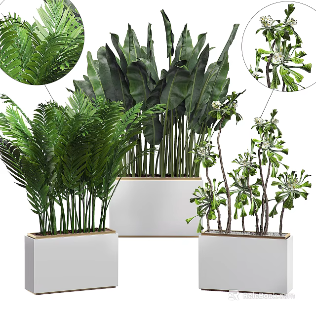 Various Green Leafy Potted Plants With Different Foliage In White Containers 3d model