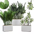 Various Green Leafy Potted Plants With Different Foliage In White Containers 3d model