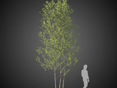 Tall Arbor with Green Leaves and Multiple Trunks Beside Human Silhouette 3d model
