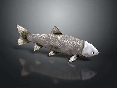 Realistic Silver Gray Fish with Scales and Fins on Gray Background with Reflection 3d model