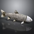 Realistic Silver Gray Fish with Scales and Fins on Gray Background with Reflection