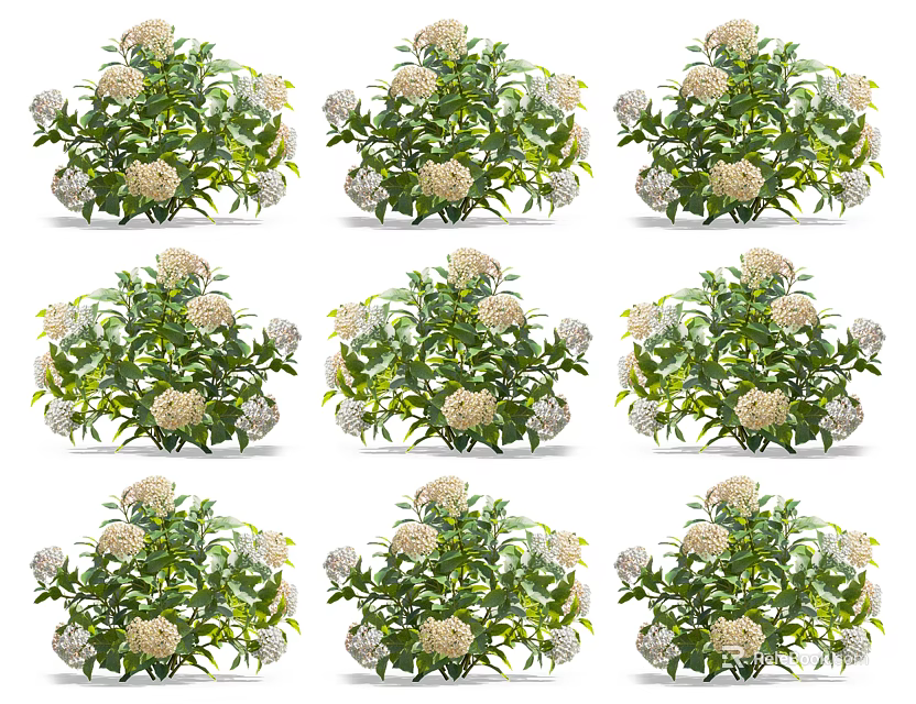 Lush Green Leafy Plants Showcasing White Spherical Flowers and Healthy Foliage 3d model 