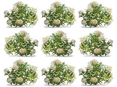 Lush Green Leafy Plants Showcasing White Spherical Flowers and Healthy Foliage 3d model