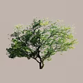 Lush Arbor Featuring Green Foliage And Thick Trunk On Gray Backdrop