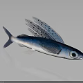 Vibrant Blue Silver Flying Fish With Extended Fins And Large Eyes In Ocean