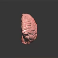 Detailed 3D Brain Anatomy Model Showing Pink Tissue And Yellow Structure