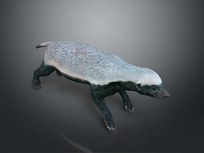 Realistic 3D Honey Badger Model With Black And White Fur Standing Pose 3d model