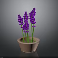 Fresh Purple Lavender Plant In Terracotta Pot For Indoor Home Decor