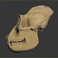 Medical Device Human Skull Model With Detailed Anatomical Structure For Medical Education And Training