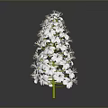 White Flowering Plant With Clustered White Blooms And Green Stem On Dark Background