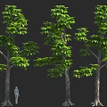 Three Tall Green Trees With Human Figure For Size Proportion And Foliage