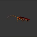Red and Brown Cockroach With Long Antennae And Yellow Legs On Dark Background