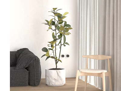 Potted Bonsai Plant in White Marble Pot with Grey Sofa and Wooden Chair Indoor Room 3d model