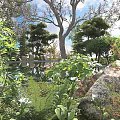 Lush Green Shrubs In Serene Garden With Rocks And Foliage Plants