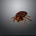 Shiny Reddish Brown Cockroach With Long Antennae And Reflection On Dark Background