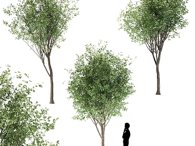 Lush Green Garden Trees With Person Silhouette In Outdoor Landscape Scene 3d model