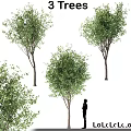 Lush Green Garden Trees With Person Silhouette In Outdoor Landscape Scene