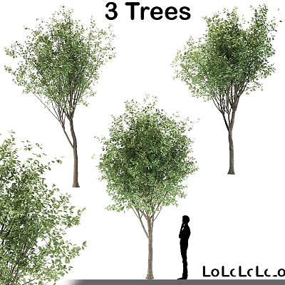 Lush Green Garden Trees With Person Silhouette In Outdoor Landscape Scene 3d model