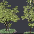Lush Green Arbor Tree With Dense Foliage And Grass Stones Around Trunk