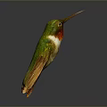 Green Hummingbird With Red Throat And Long Beak Displayed On Dark Background With Reflection