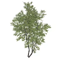 Lush Green Arbor With Tall Trunk And Fresh Foliage In Natural Setting