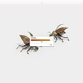 Two Striped Green Brown Beetles With Transparent Wings On White Background