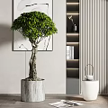 Lush Green Bonsai Tree With Twisted Trunk In Concrete Pot Modern Interior Decor