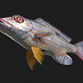 Vibrant Aquatic Fish With Red Eyes Yellow Blue Stripes And Black Spots