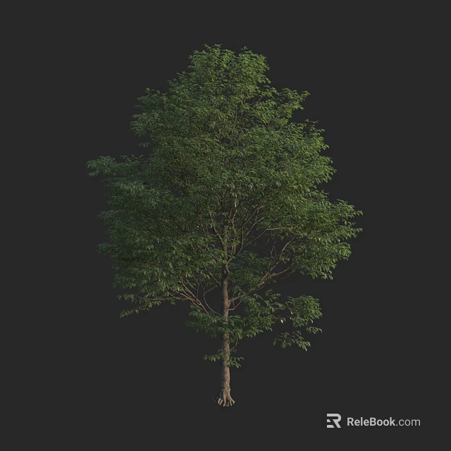 Lush Green Arbor Tree With Dense Foliage And Tall Trunk Against Black Background 3d model