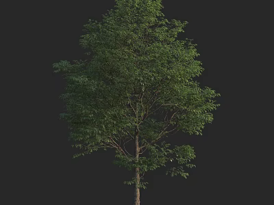 Lush Green Arbor Tree With Dense Foliage And Tall Trunk Against Black Background 3d model