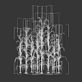 Green Corn Plants with Tall Stalks and Lush Leaves in Growth Stage