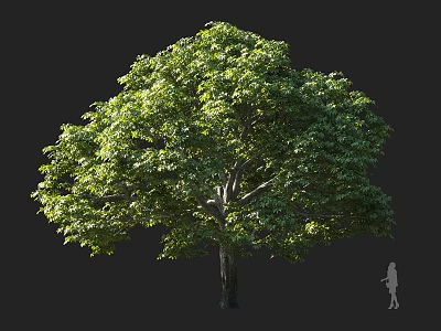 Lush Green Tree With Dense Foliage Tall Trunk And Human Silhouette 3d model
