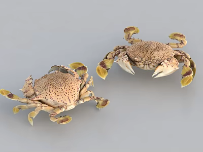 Two Aquatic Crabs With Brown Spots And Yellow Purple Claw Markings On Gray Background 3d model