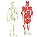 Human Skeleton Bones and Muscular Anatomy Model Showing Detailed Limbs Structure