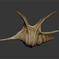 Decorative Conch Shell Ornament With Natural Spiral Design For Home Living