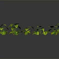 Indoor Decorative Plants With Green And Yellow Leaves In Various Shapes Arranged On Dark Background