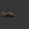 Mouse Wizard Mouse Warlock Cartoon Mouse Animation Mouse Animation Mouse Cartoon Character Cartoon Animal 3d model