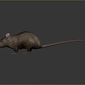 Mouse Wizard Mouse Warlock Cartoon Mouse Animation Mouse Animation Mouse Cartoon Character Cartoon Animal 3d model