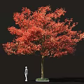 Tall Arbor Tree with Red Autumn Foliage Brown Trunk and Detailed Leaves Against Black Background