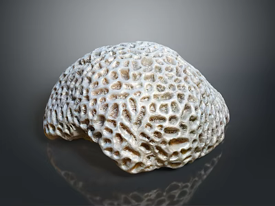 Colorful Marine Animals Inhabiting Vibrant Coral Reef With Intricate Texture 3d model Colorful Marine Animals Inhabiting Vibrant Coral Reef With Intricate Texture 3d model