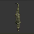 Realistic Crocodile Model With Open Mouth And Green Golden Skin On Grey Background