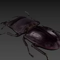 Black Stag Beetle With Large Mandibles On Blue Background Close Up View