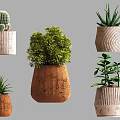 Modern Bonsai Potted Plants With Different Shaped Pots And Lush Green Leaves