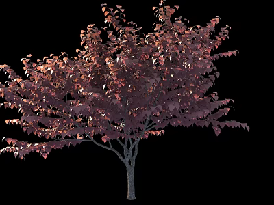 Ornamental Arbor Featuring Vibrant Purple Red Leaves for Garden Landscaping 3d model