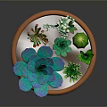 Colorful Succulent Plants in Terracotta Pot with Blue Green Leaves and White Flowers