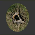 Natural Old Tree Stump With Hollow Center Surrounded By Green Grass