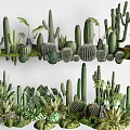 Different Types of Succulents and Cacti with Green Leaves in Natural Arrangement