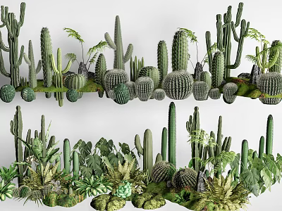 Different Types of Succulents and Cacti with Green Leaves in Natural Arrangement 3d model