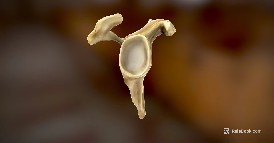 Medical Device 3D Skeletal Structure Model for Anatomical Education and Surgical Planning 3d model 