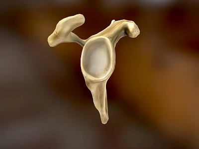 Medical Device 3D Skeletal Structure Model for Anatomical Education and Surgical Planning 3d model